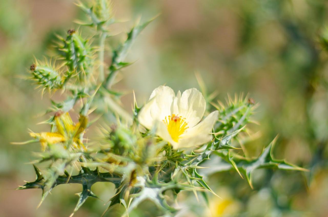 Desert Dew Guest House Hutchinson Buitenkant foto